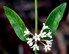Leichhardtia suaveolens