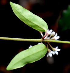 Leichhardtia suaveolens