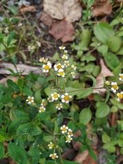Galinsoga quadriradiata