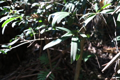 Podocarpus elatus