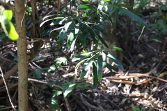 Podocarpus elatus