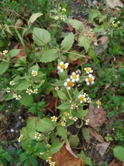 Galinsoga quadriradiata