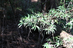 Podocarpus elatus