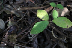 Callicarpa pedunculata