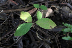 Callicarpa pedunculata