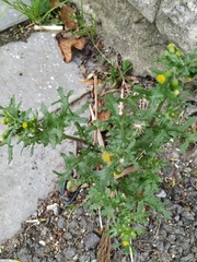 Senecio vulgaris