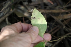 Callicarpa pedunculata