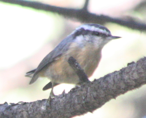 Sitta canadensis