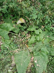 Arctium tomentosum