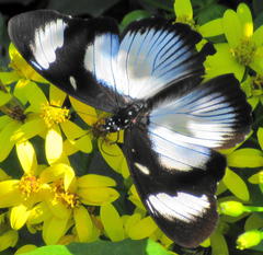 Hypolimnas anthedon wahlbergi