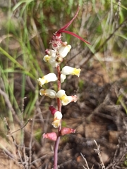 Lachenalia cernua