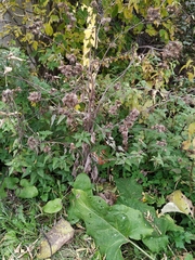 Arctium tomentosum