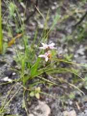 Disa obliqua
