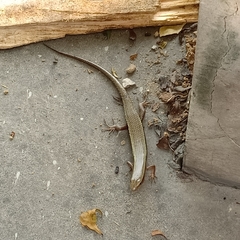 Eutropis longicaudata