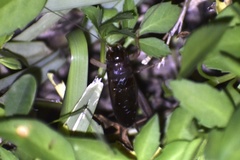 Anurogryllus celerinictus