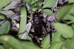 Anurogryllus celerinictus