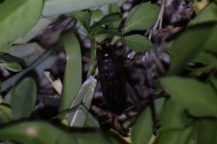 Anurogryllus celerinictus