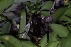 Anurogryllus celerinictus