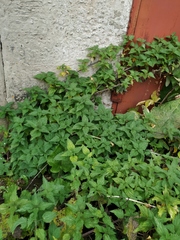 Urtica dioica