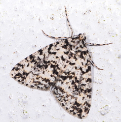 Pseudocoremia monacha