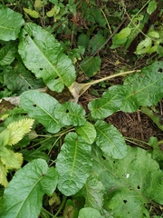 Rumex obtusifolius