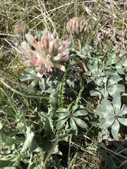 Trifolium macrocephalum