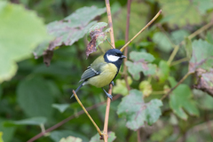 Parus major