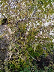 Acer negundo