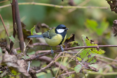 Parus major