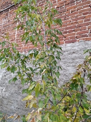 Acer negundo