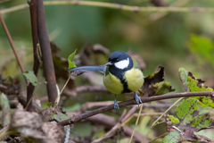 Parus major