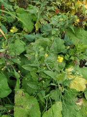Sisymbrium officinale