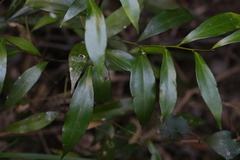 Cryptocarya laevigata