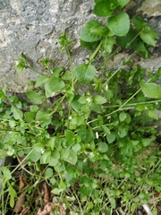 Stellaria media