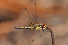 Celithemis ornata
