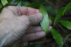 Cryptocarya laevigata