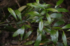Cryptocarya laevigata