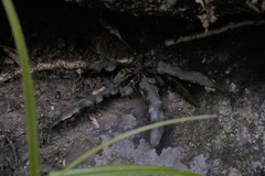 Asplenium attenuatum