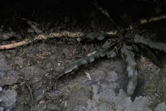 Asplenium attenuatum