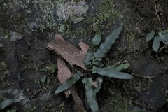 Asplenium attenuatum