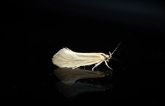 Tingena chloradelpha