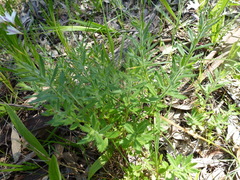 Gonocarpus elatus