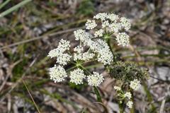 Seseli annuum