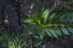 Freycinetia scandens