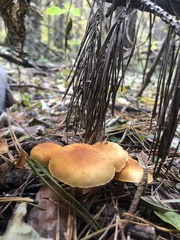 Gymnopilus penetrans