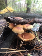 Gymnopilus penetrans