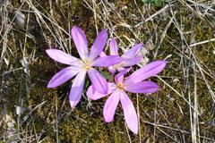 Colchicum arenarium