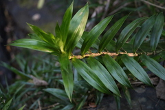 Freycinetia scandens