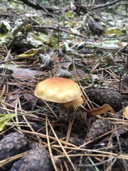 Gymnopilus penetrans
