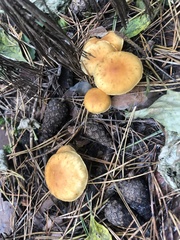Gymnopilus penetrans